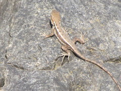 Sceloporus utiformis