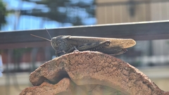 Anacridium aegyptium