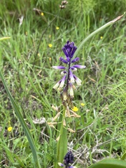 Bellevalia trifoliata