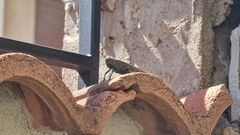 Anacridium aegyptium