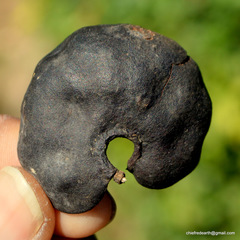 Enterolobium