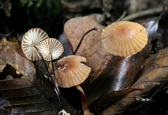Marasmius fulvoferrugineus