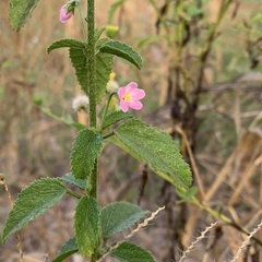 Hibiscus micranthus