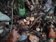 Marasmius fulvoferrugineus
