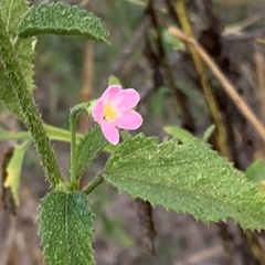 Hibiscus micranthus
