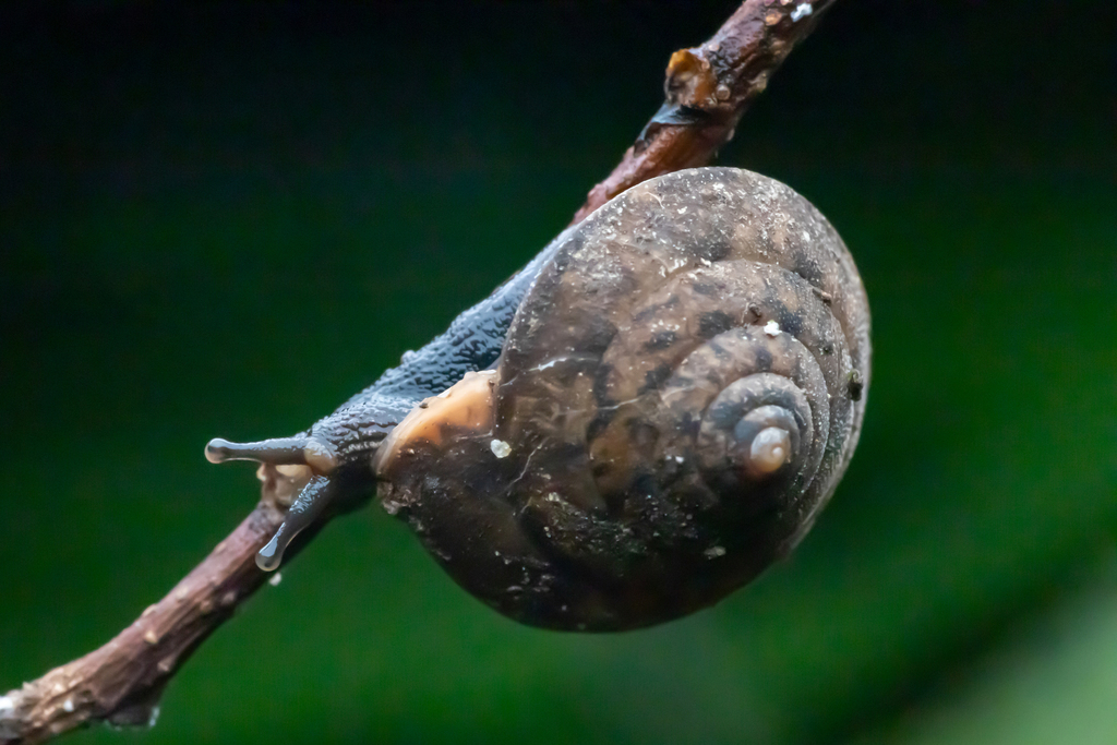 Aegista granti