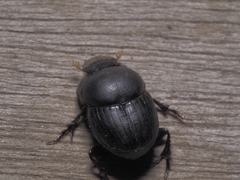 Onthophagini