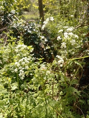 Anthriscus sylvestris