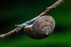 Plectotropis mackensii