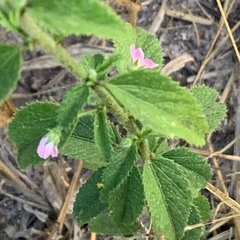 Hibiscus micranthus