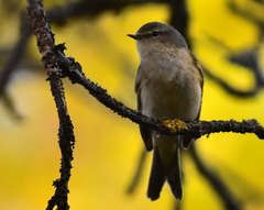 Phylloscopus collybita