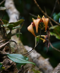 Bulbophyllum wightii