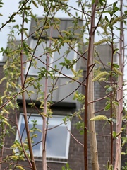 Salix