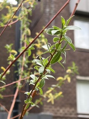 Salix