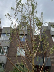Salix