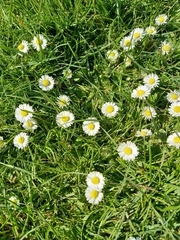 Bellis perennis