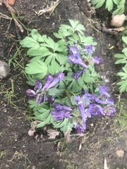 Corydalis solida