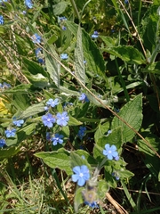 Pentaglottis sempervirens