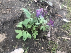 Corydalis solida