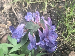 Corydalis solida
