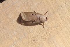Praina temperata