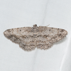 Psilalcis isombra