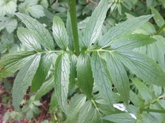 Valeriana officinalis sambucifolia
