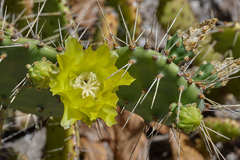 Opuntia guatemalensis