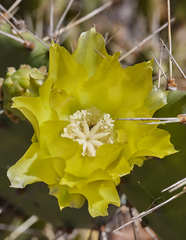 Opuntia guatemalensis