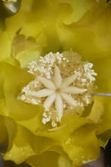 Opuntia guatemalensis