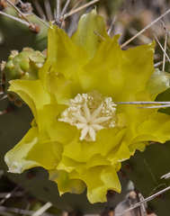 Opuntia guatemalensis