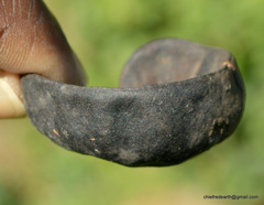 Enterolobium