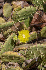Opuntia guatemalensis
