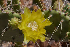 Opuntia guatemalensis