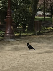 Corvus corone