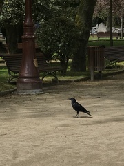 Corvus corone