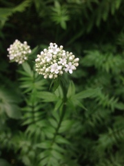 Valeriana officinalis sambucifolia