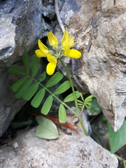 Hippocrepis comosa