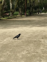 Corvus corone