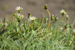 Taraxacum albidum