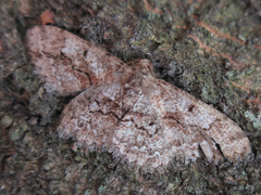 Satoblephara parvularia