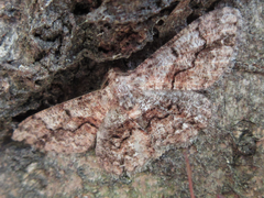 Satoblephara parvularia