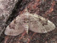 Chloroclystis v-ata