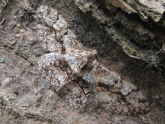 Satoblephara parvularia