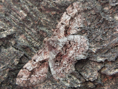 Satoblephara parvularia