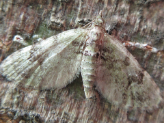 Chloroclystis v-ata