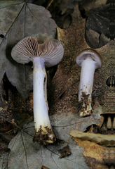 Cortinarius collinitus