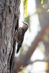 Climacteris picumnus melanotus