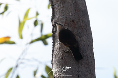 Climacteris picumnus melanotus