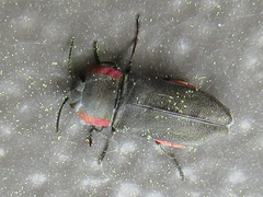 Anthaxia rubromarginata